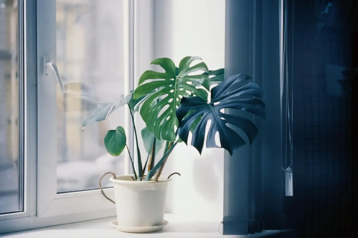Can Monstera Plants Survive Cold?
