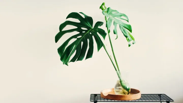 Unleashing the Aquatic Potential: Can Monstera Plants Live in Water?
