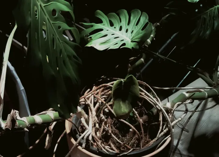 Monstera Maintenance: Can I Trim Aerial Roots Safely?