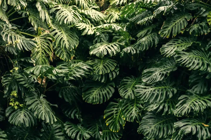 Where Do Monstera Plants Come From? A Journey Into Their Exotic Origins