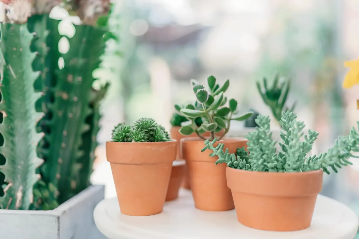 The 15 Most Popular House Plants - Garden Fables