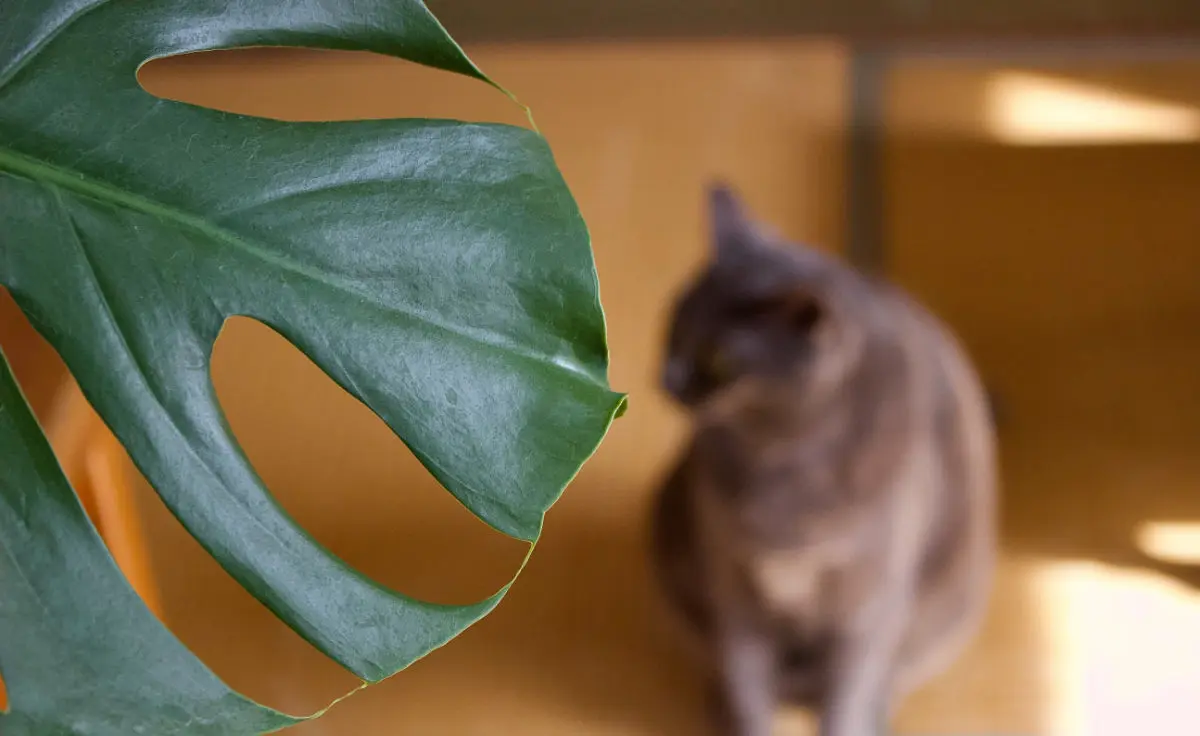 Are Monstera Plants Toxic to Dogs?