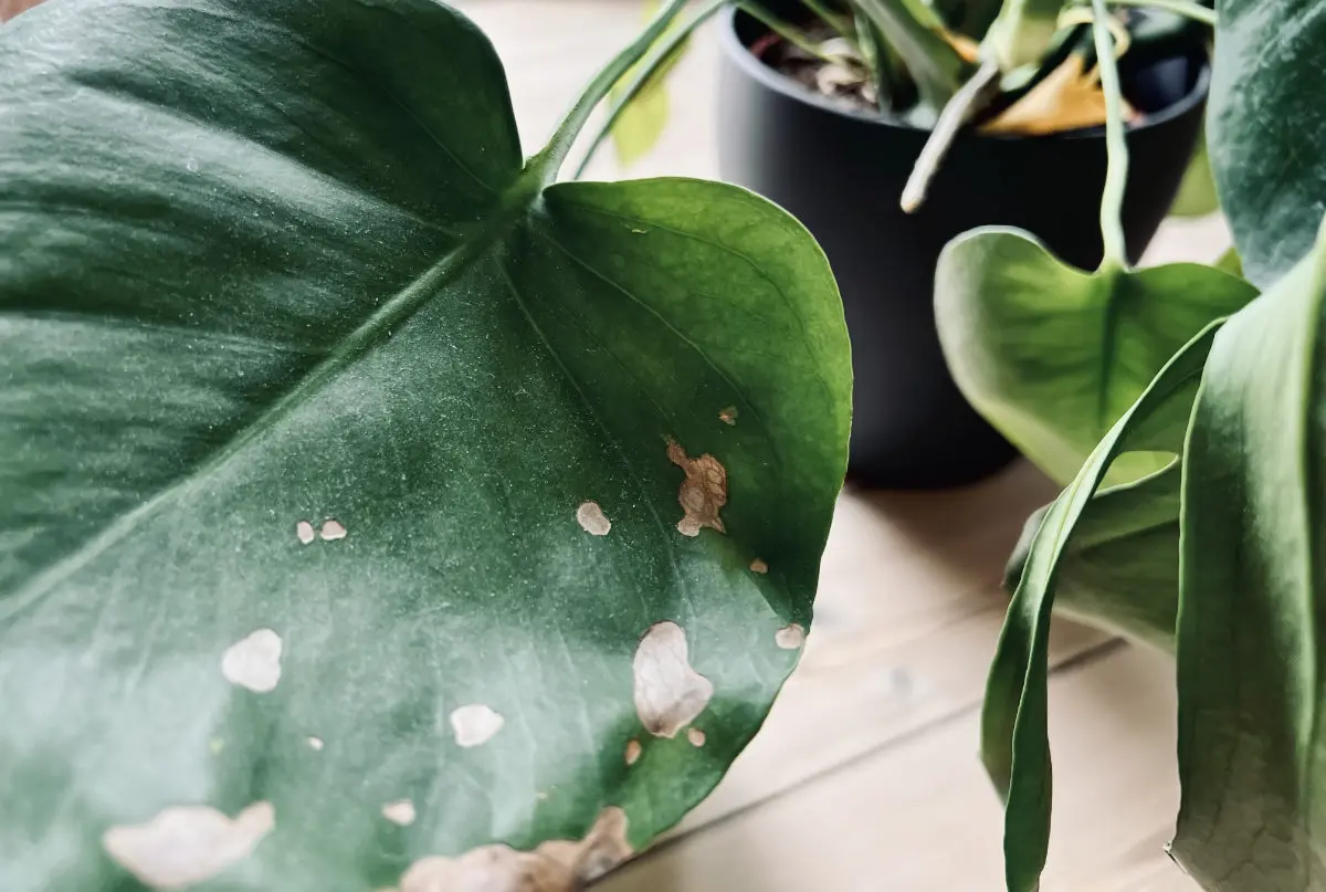 Unveiling the Lifespan of Monstera: How Long Does It Live?