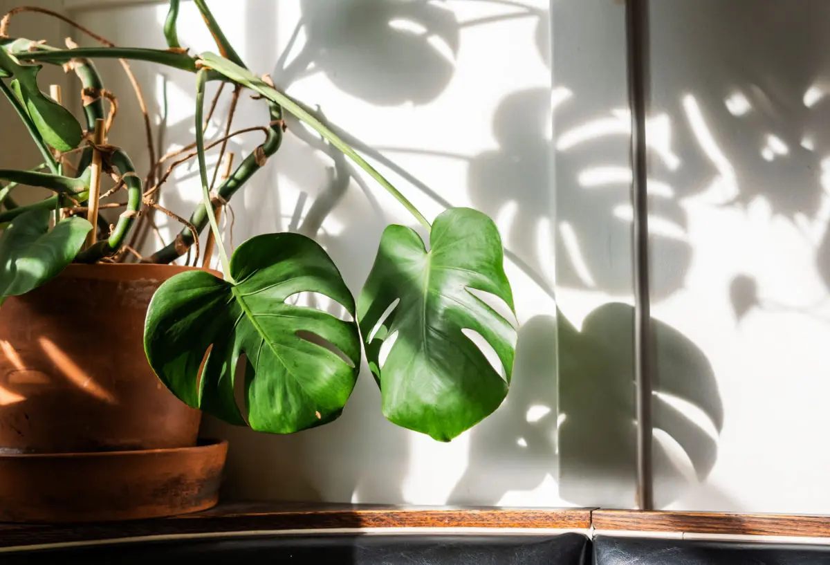Understanding Monstera Leaf Curl: Causes and Solutions