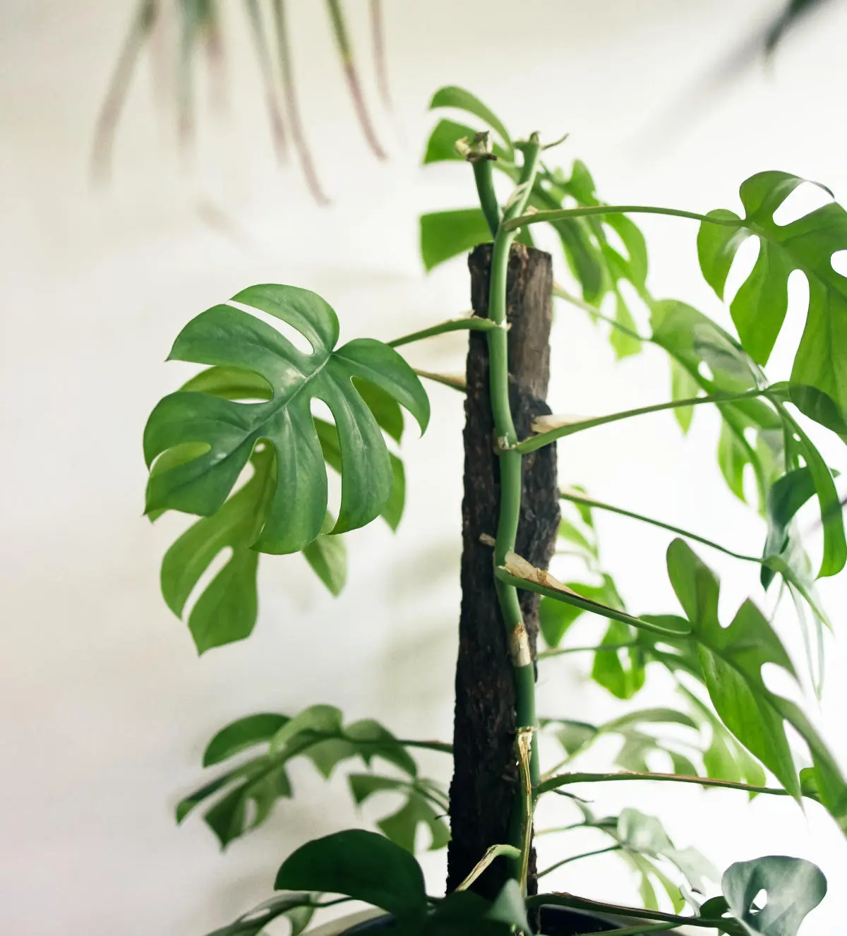 Unveiling the Lifespan of Monstera: How Long Does It Live?