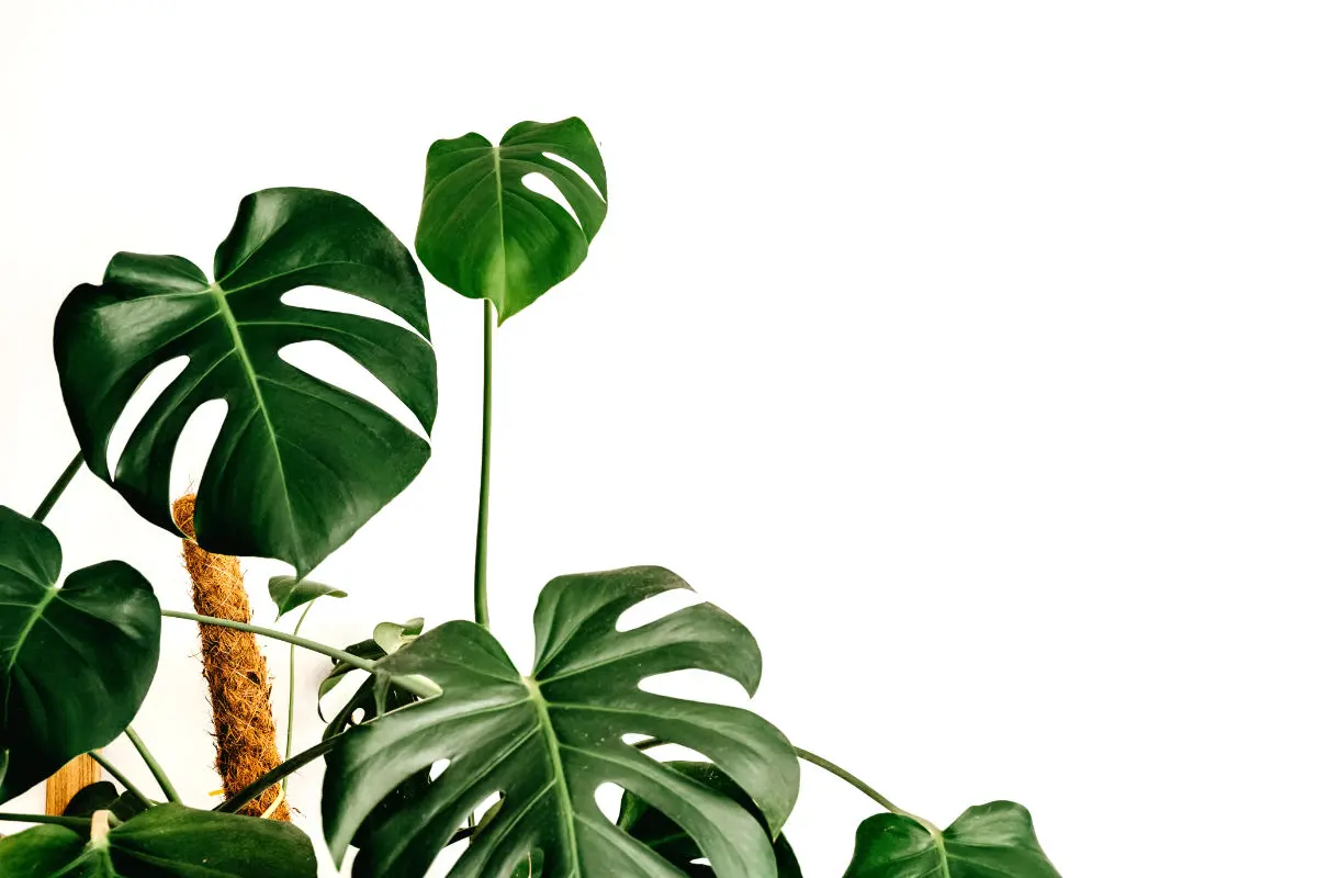 Where Do Monstera Plants Come From? A Journey Into Their Exotic Origins