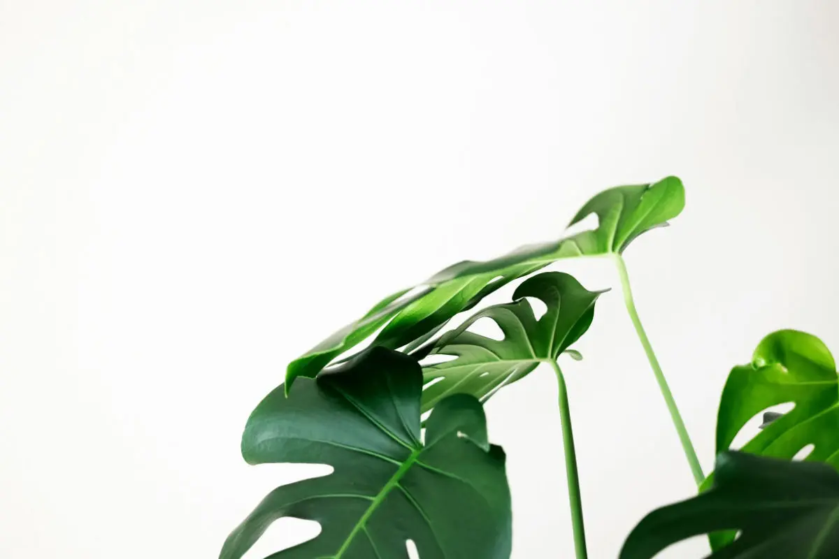 Unleashing the Aquatic Potential: Can Monstera Plants Live in Water?