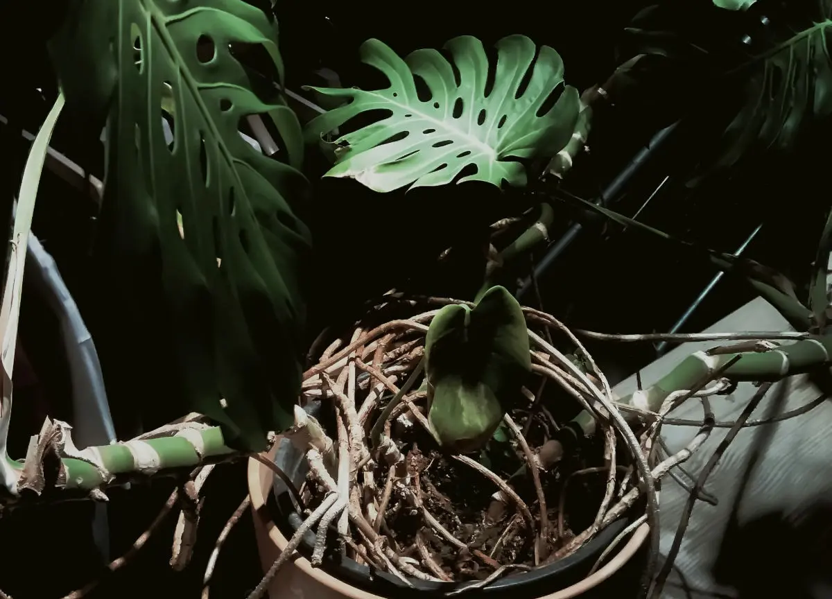 Can Monstera Aerial Roots Be Planted and How to Do It