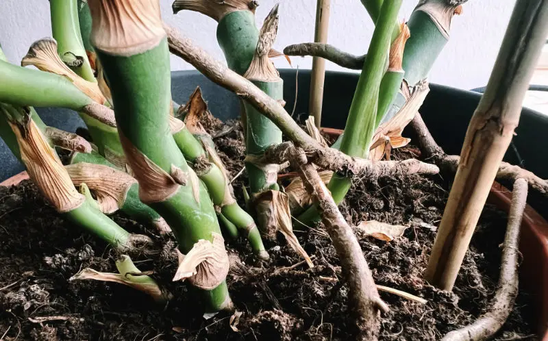 Monstera Maintenance: Can I Trim Aerial Roots Safely?