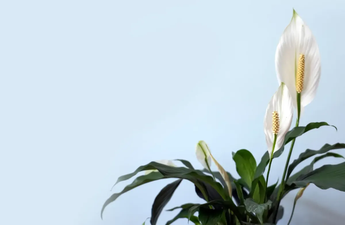 How to Care for Peace Lily