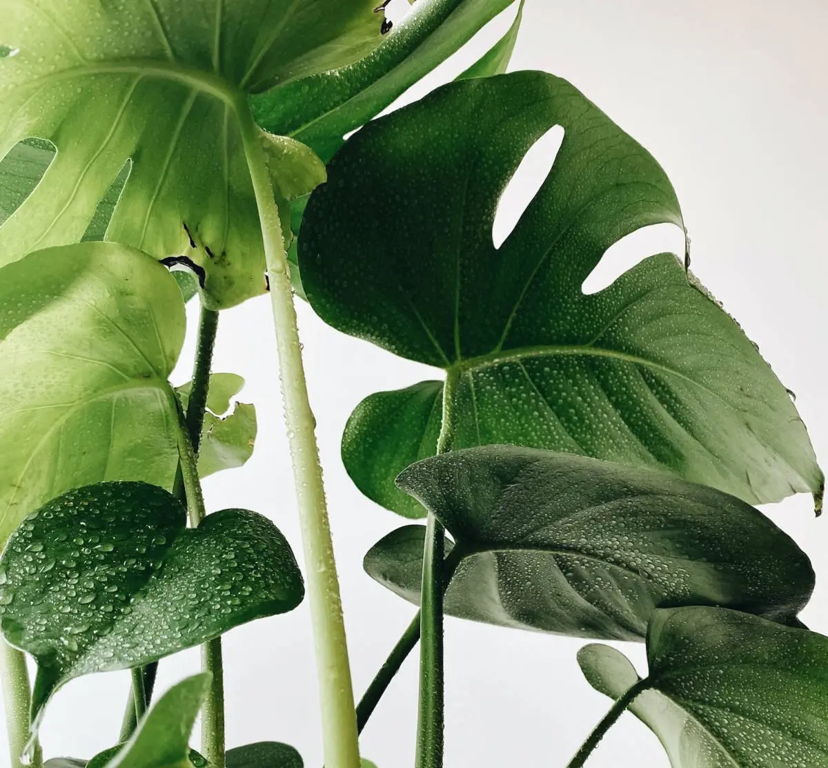 Does the Monstera Plant Like Humidity?