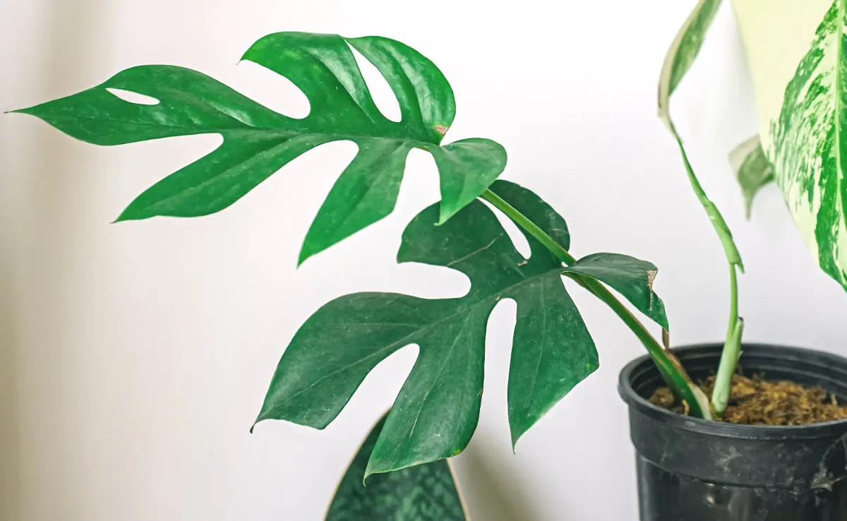 Monstera Soil Mix: The Ultimate Guide