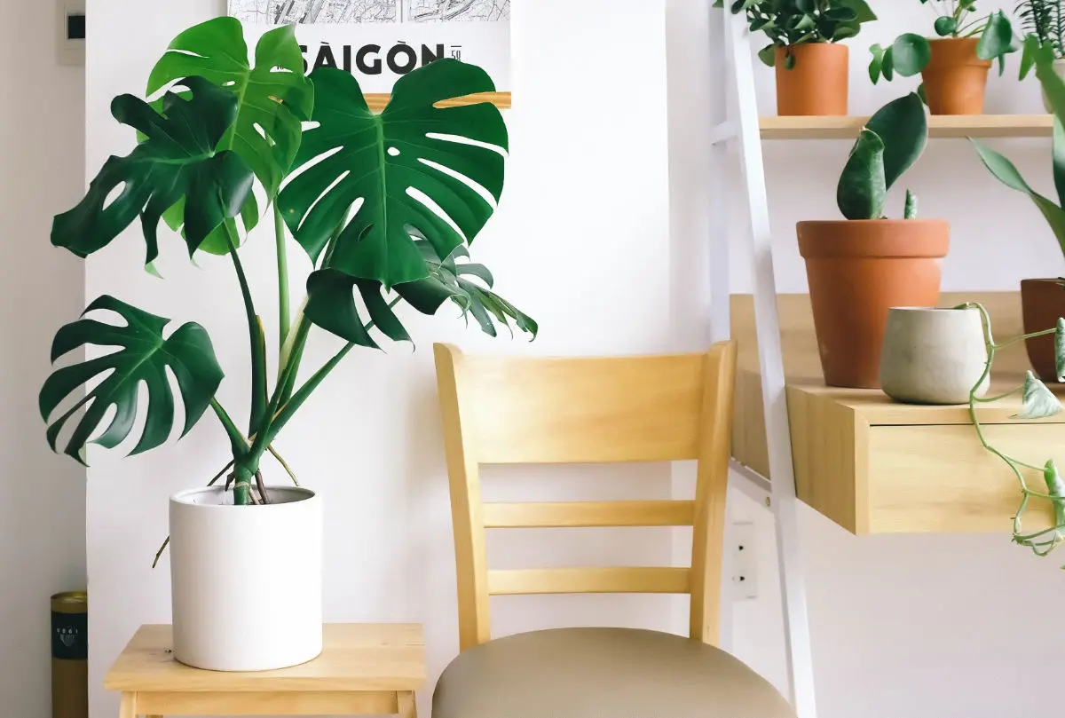 Monstera Watering 101: Everything You Need to Know