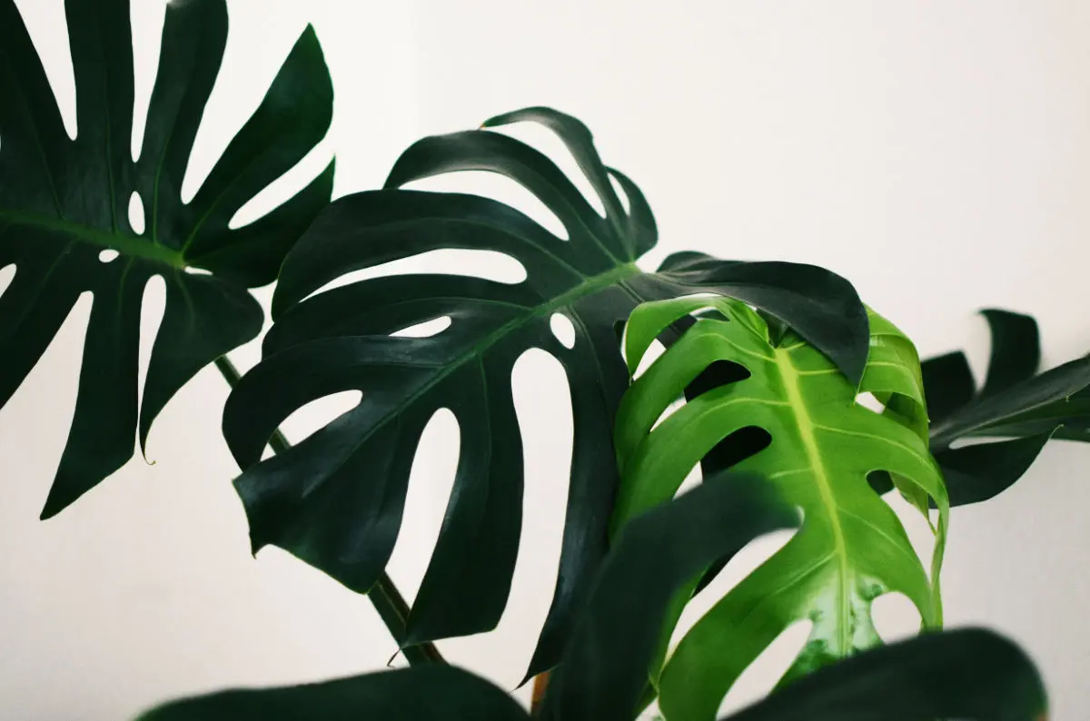 Unlock the Secrets: Why Aren't My Monstera Leaves Splitting?