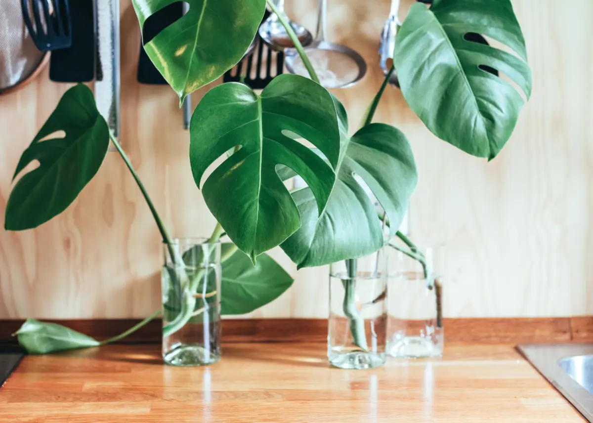 How to Successfully Propagate Monstera Plants