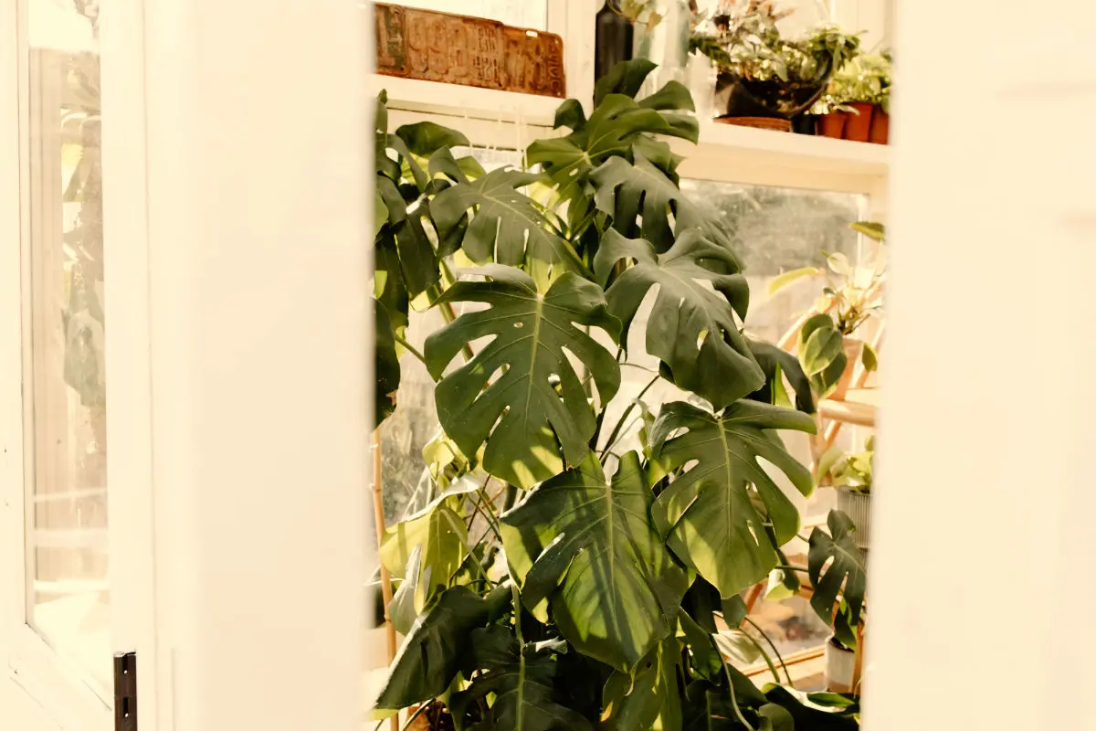 When Your Monstera Gets Too Big: Controlling Excessive Growth