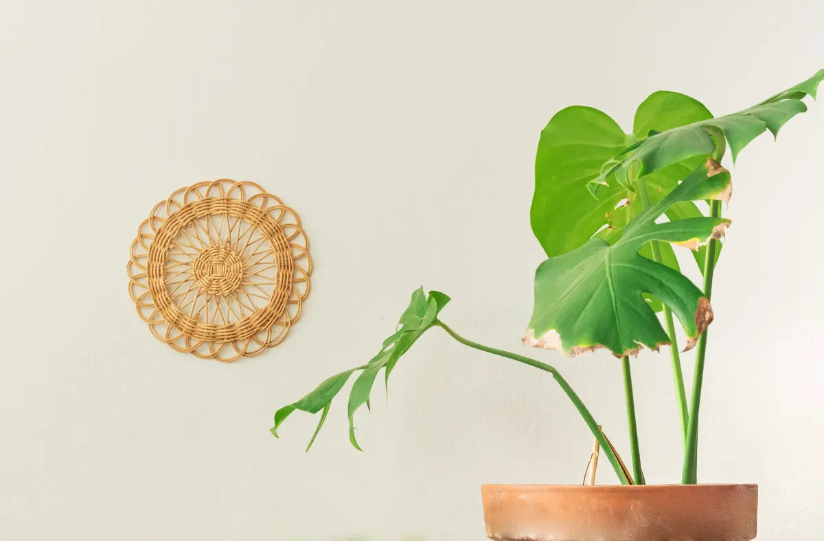 How to Detect and Combat Monstera Root Rot