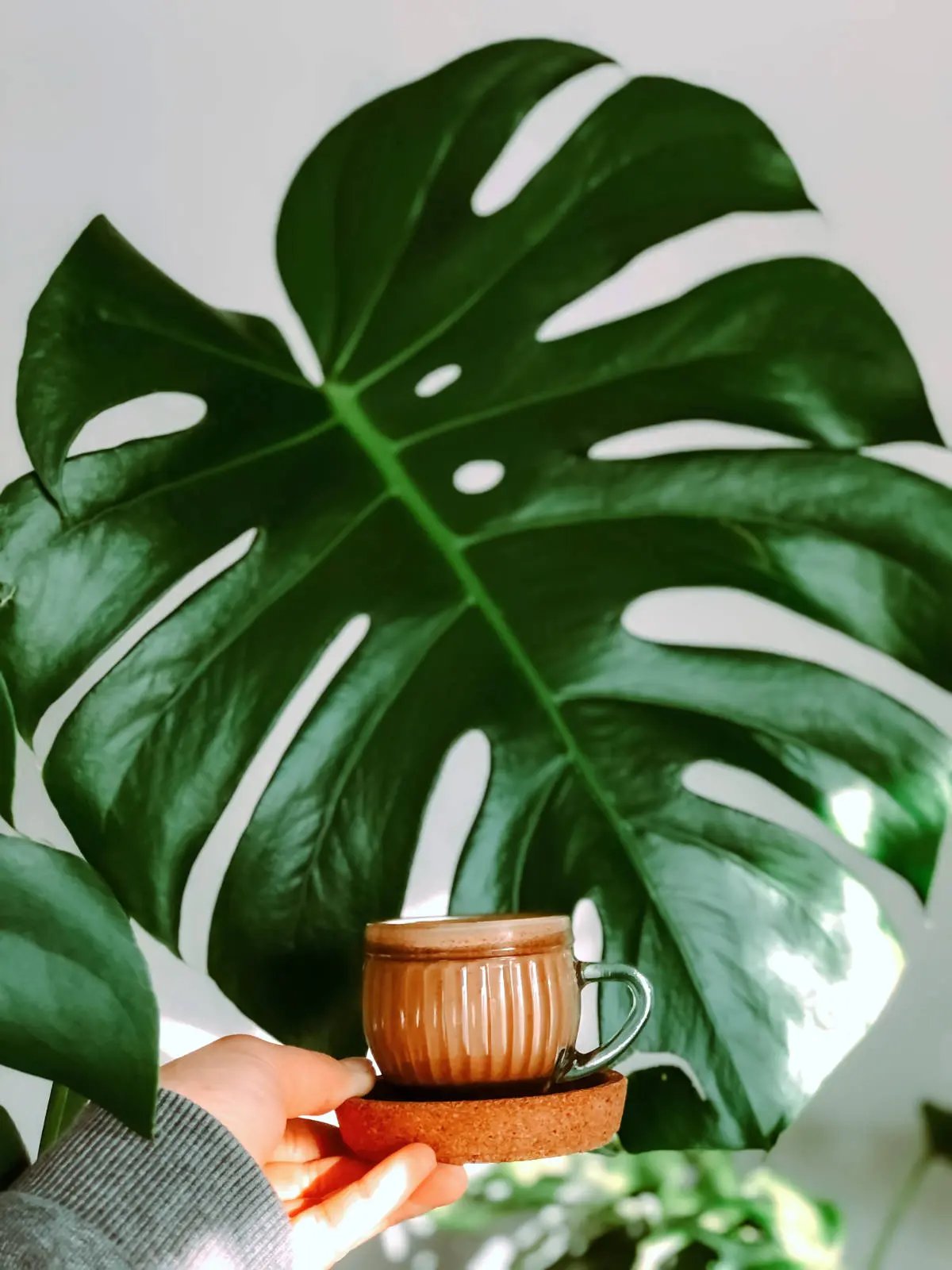 Unraveling the Mystery: Do Monstera Plants Really Thrive on Coffee Grounds?