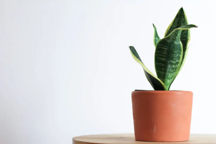 How to Care For Snake Plant