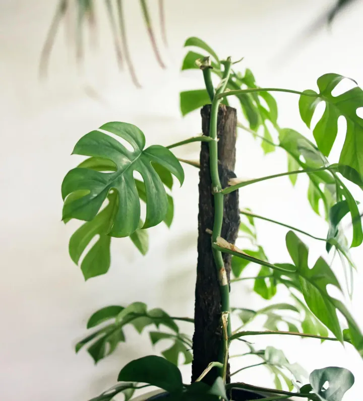 How to Stake a Monstera. A Step-by-Step Tutorial