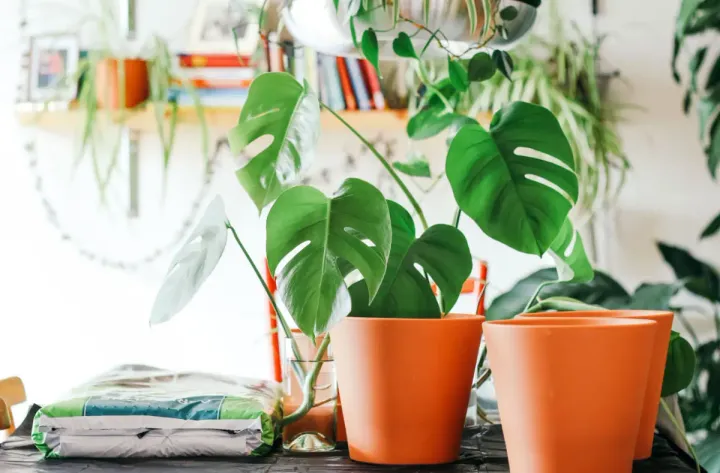 The Ultimate Guide to Replanting Your Monstera