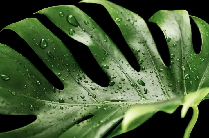 Unveiling the Mystery: Why Does Your Monstera Plant Drip Water?